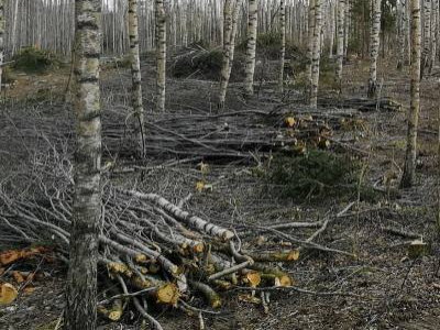 Metsamajandus - Võsalõikus - Combitrans